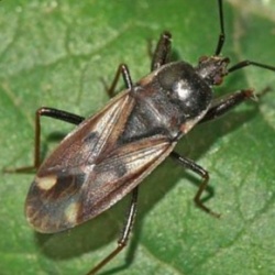 Eremocoris fenestratus